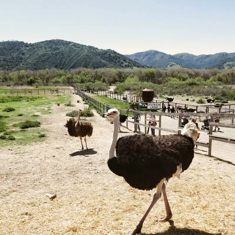 Ostrichland USA