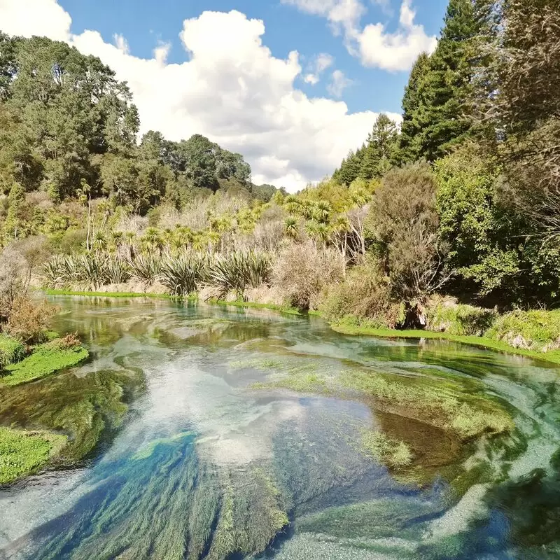 Blue Spring Putaruru