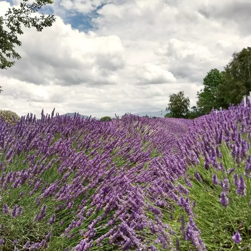 Alphra Lavender