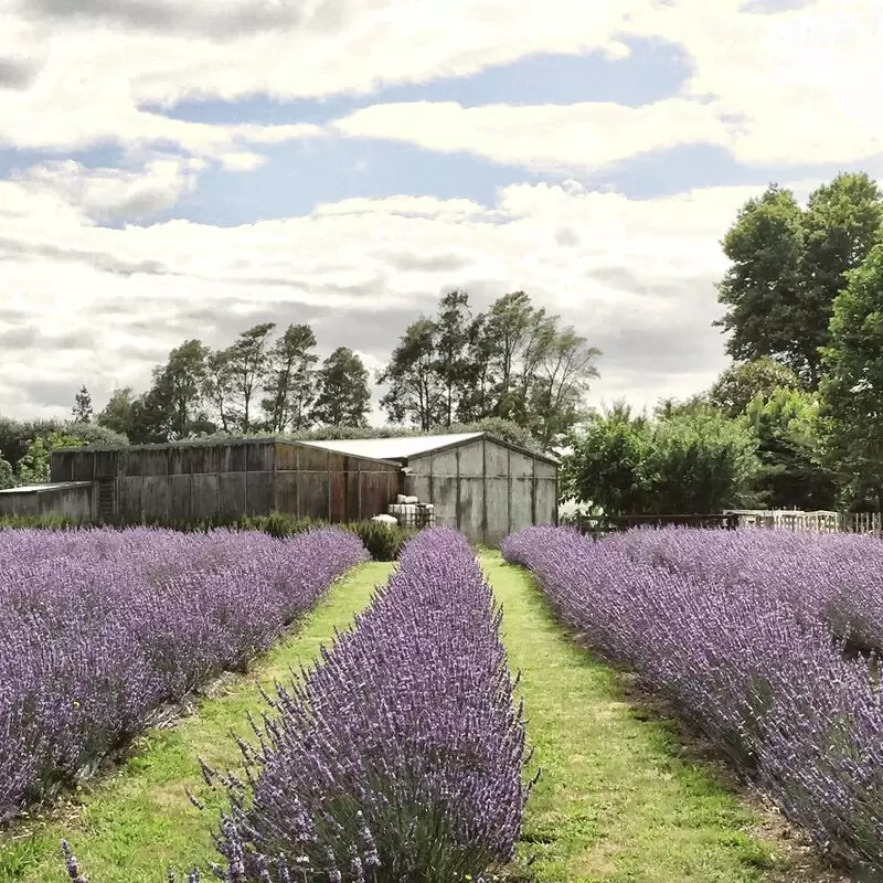 Lavender Backyard Garden