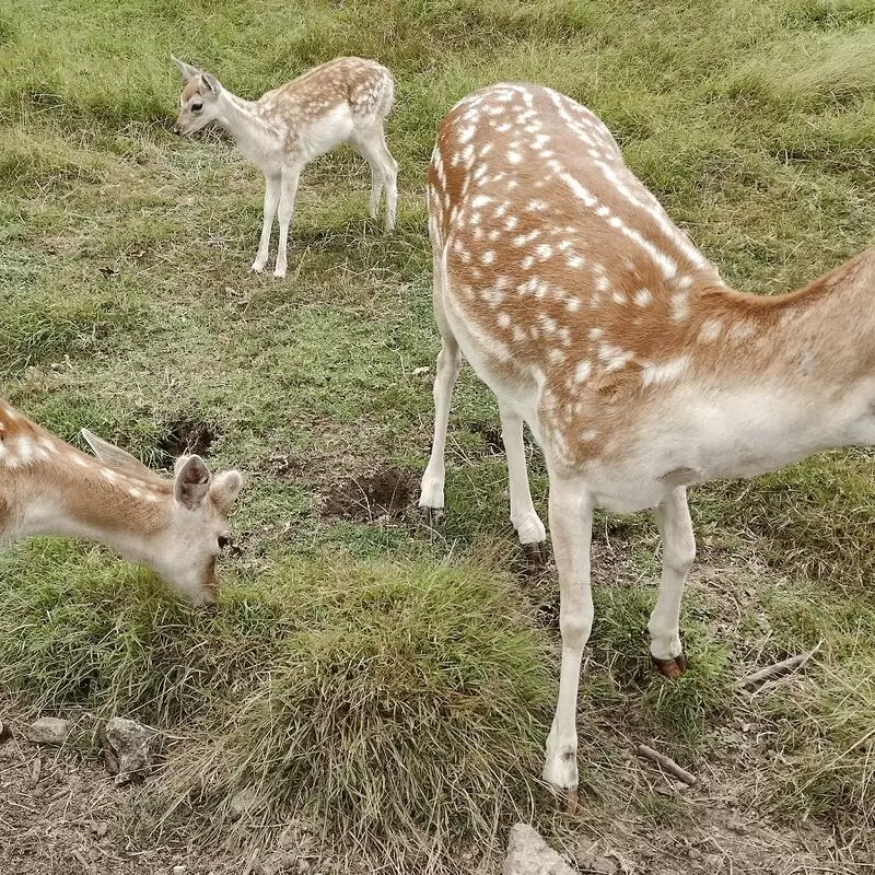 Marshalls Animal Park