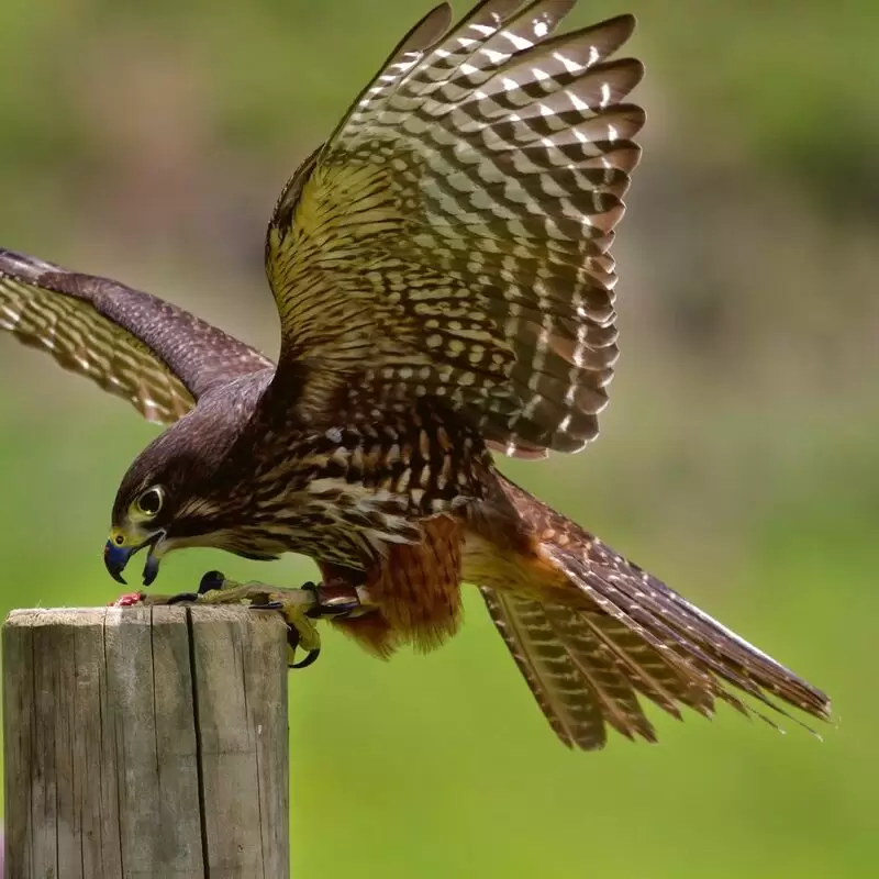 Wingspan National Bird of Prey Centre