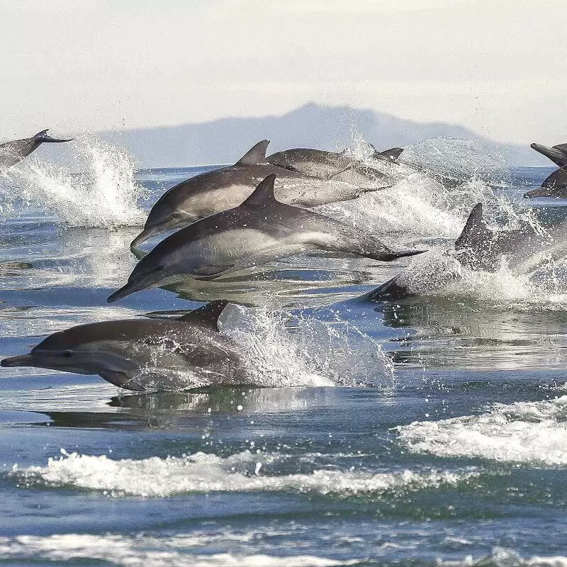 Bay Explorer Dolphin and Wildlife Cruises