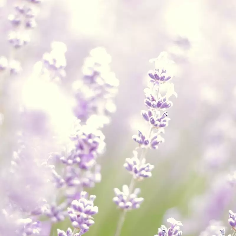 Wanaka Lavender Farm