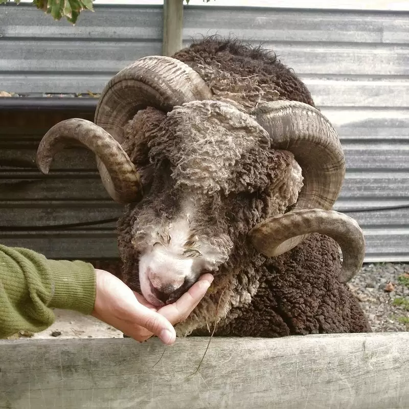 Hawkes Bay Farmyard Zoo