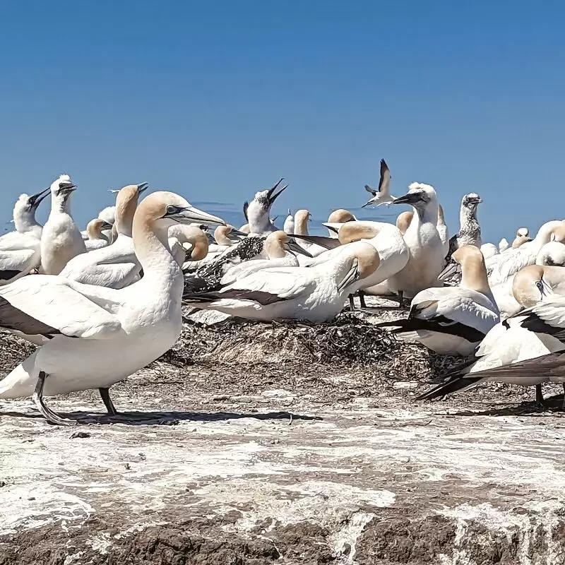 Gannet colony