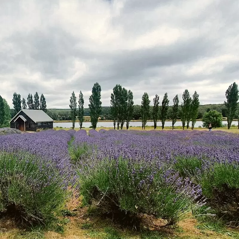 Lavandula Swiss Italian Farm