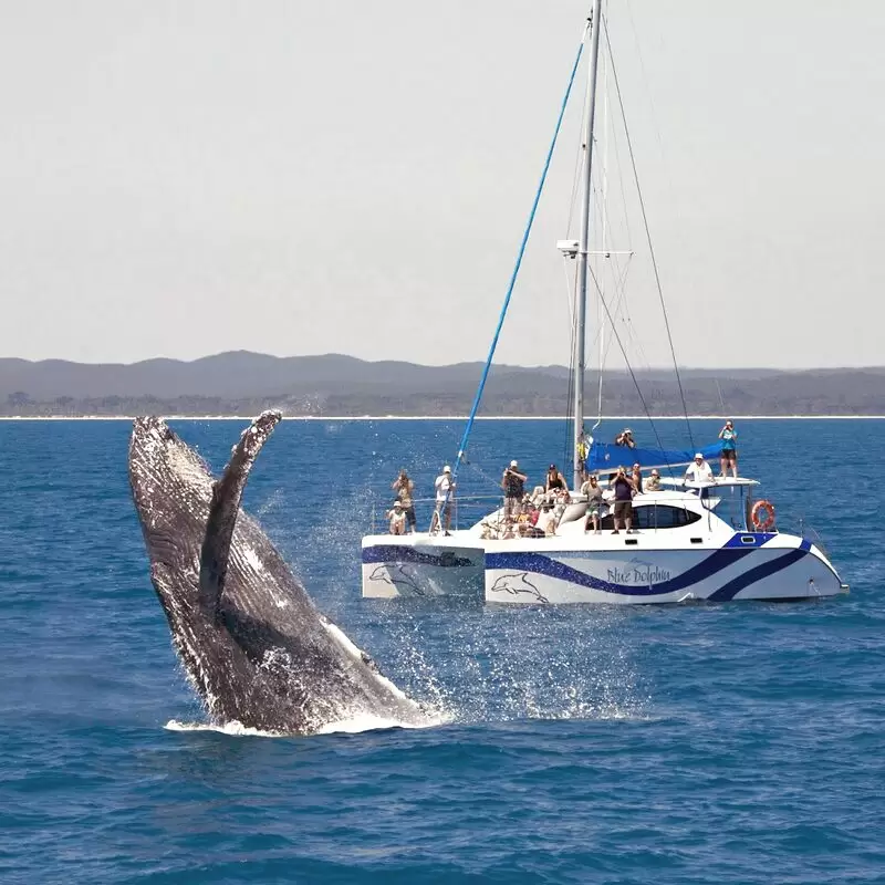 Blue Dolphin Marine Tours