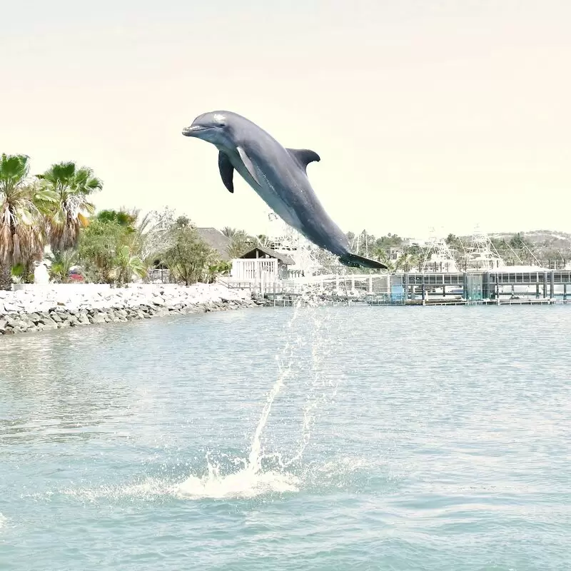 Dolphin Discovery Los Cabos