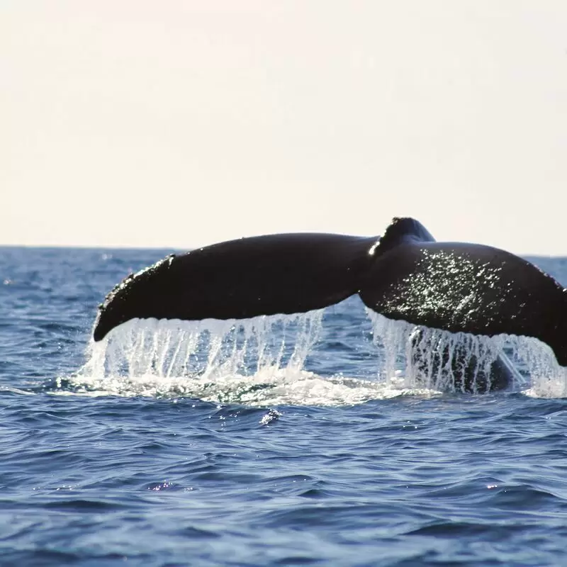 SALTY CABO Excursions