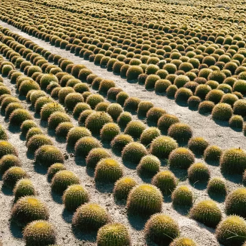 Wirikuta Botanical Cactus Garden