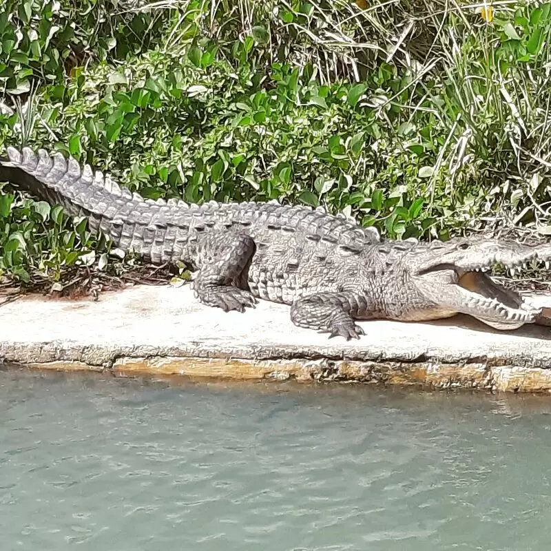 J. Charles Swaby's Black River Safari