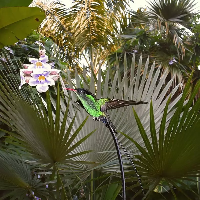 Barney's Flower & Hummingbird Garden Jamaica