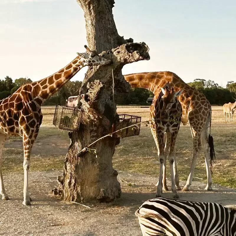 Werribee Open Range Zoo