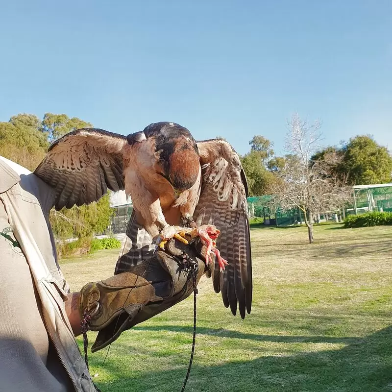 Eagle Encounters