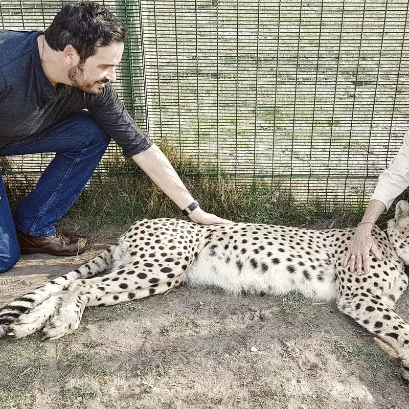 Cheetah Outreach