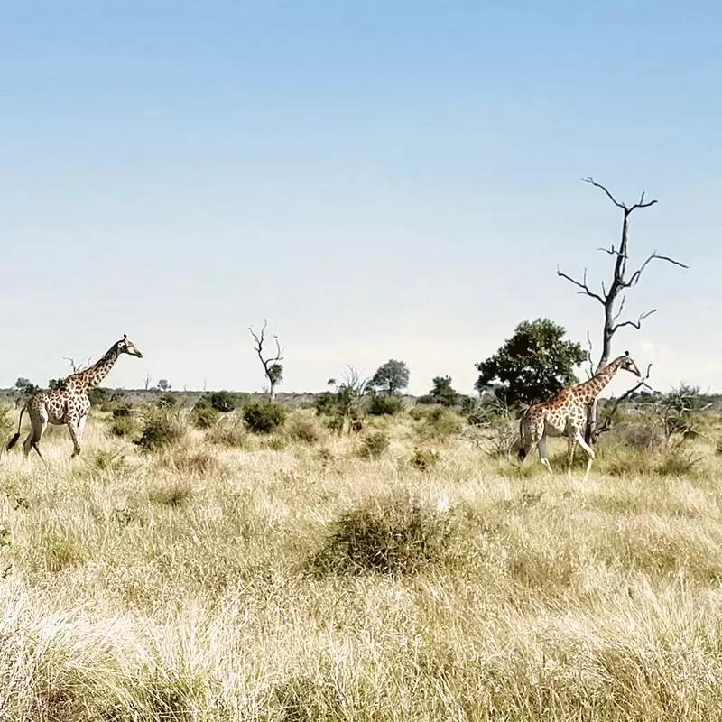 Kruger National Park