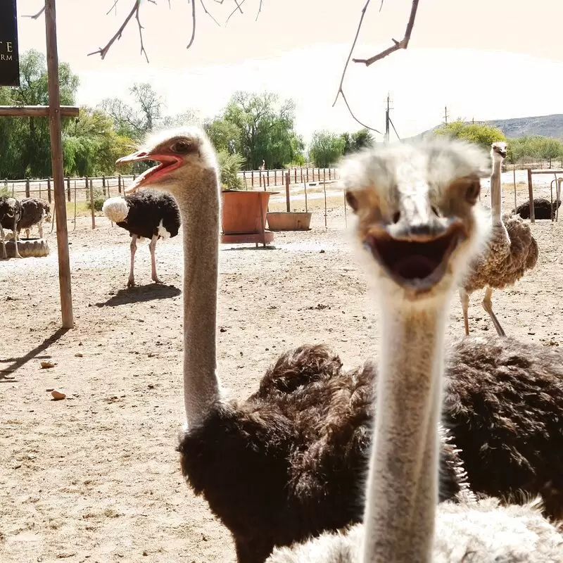 Highgate Ostrich Show Farm