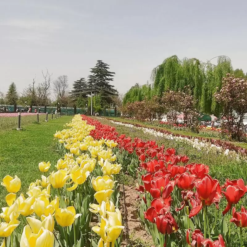 Tulip garden Srinagar