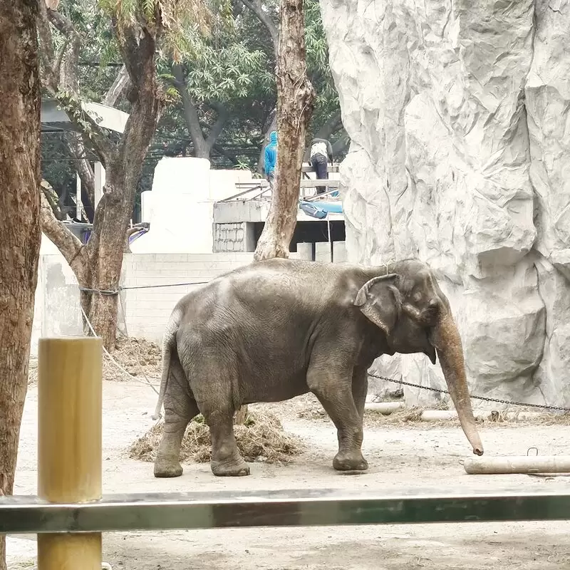 Manila Zoo