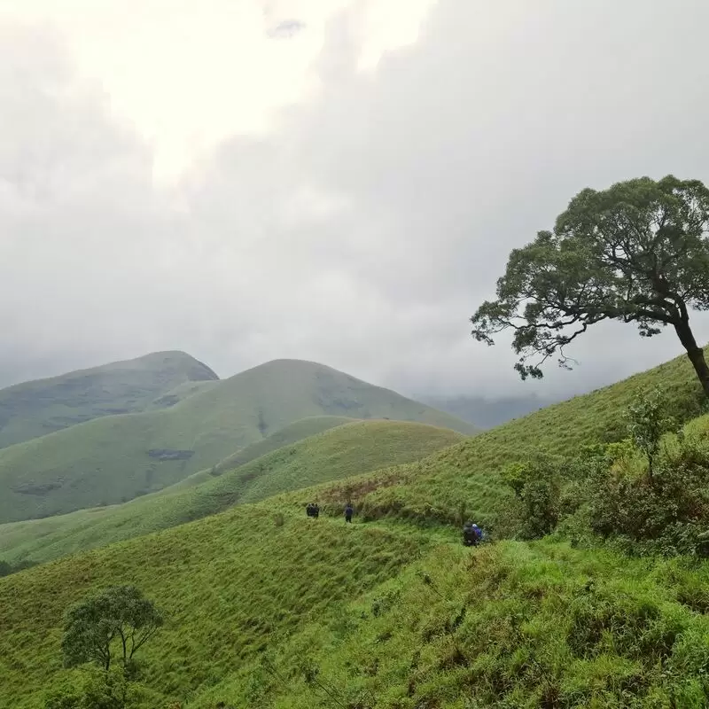 Kuduremukha Betta Viewpoint