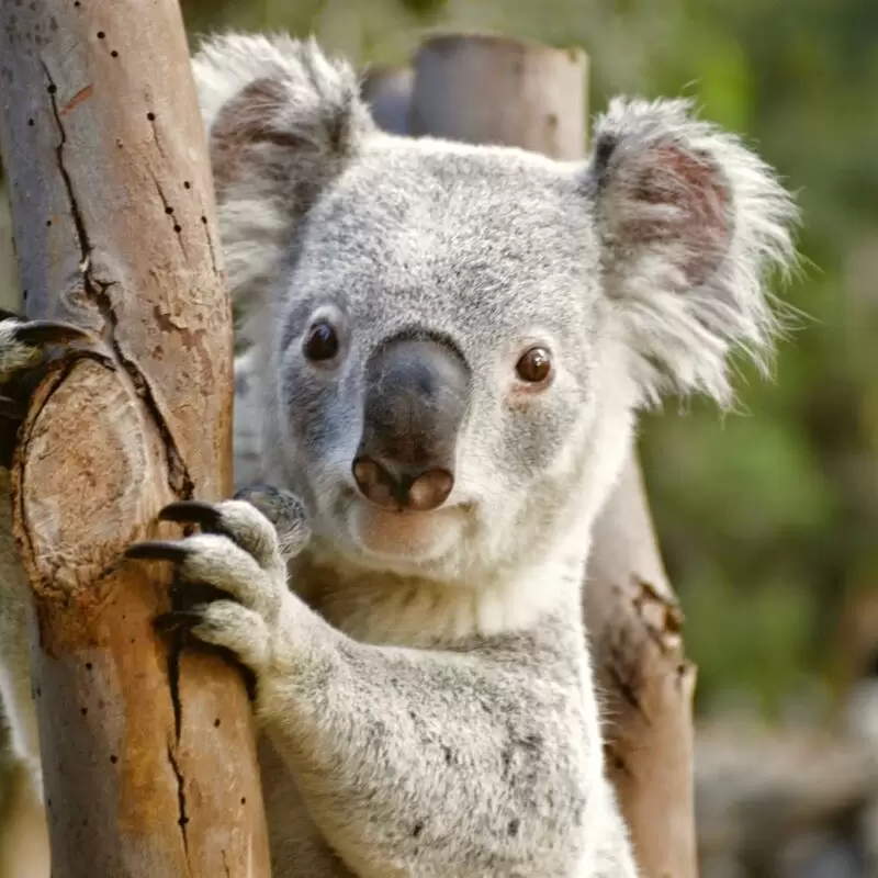 Featherdale Sydney Wildlife Park