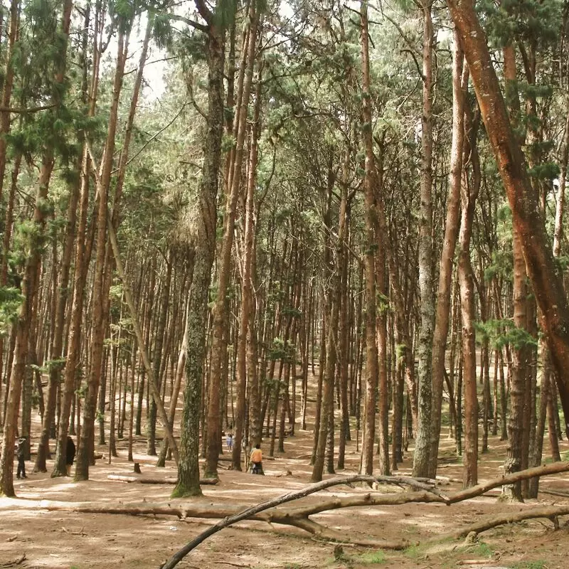 Pine Forest