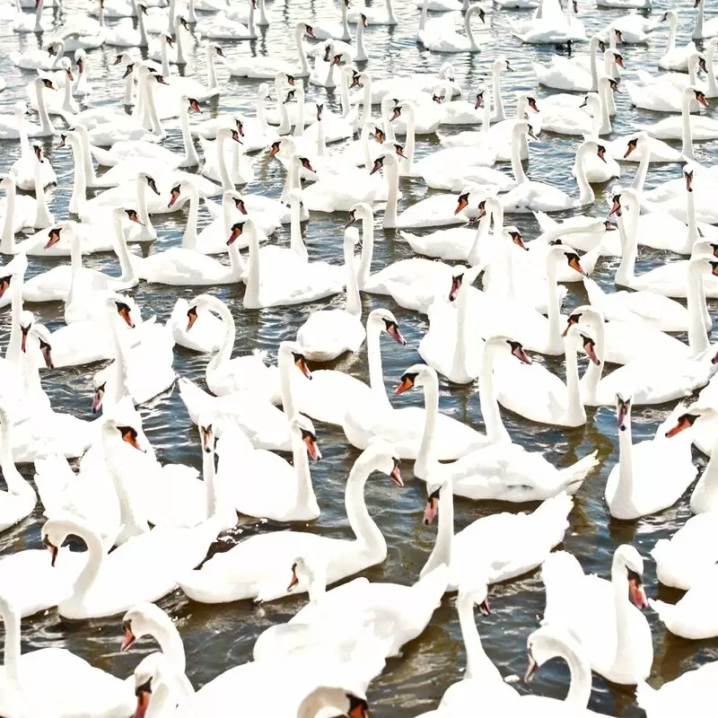 Abbotsbury Swannery