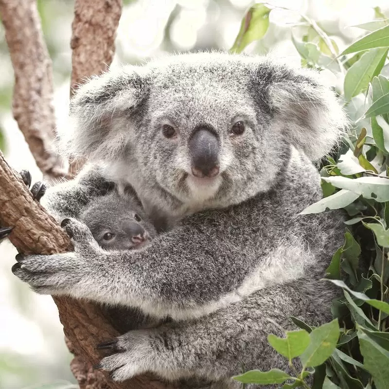 Lone Pine Koala Sanctuary