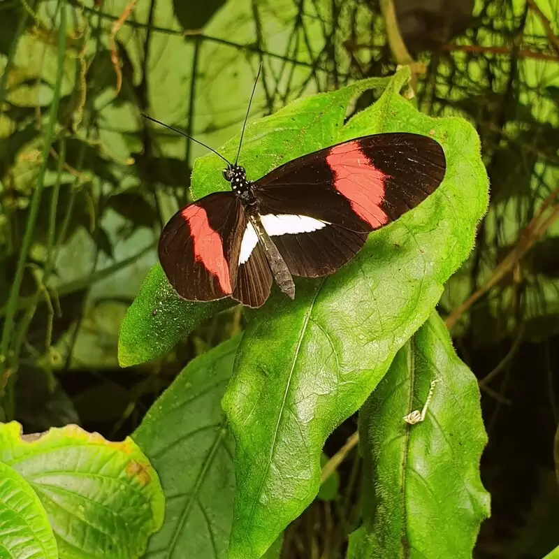 The Magic of Life Butterfly House