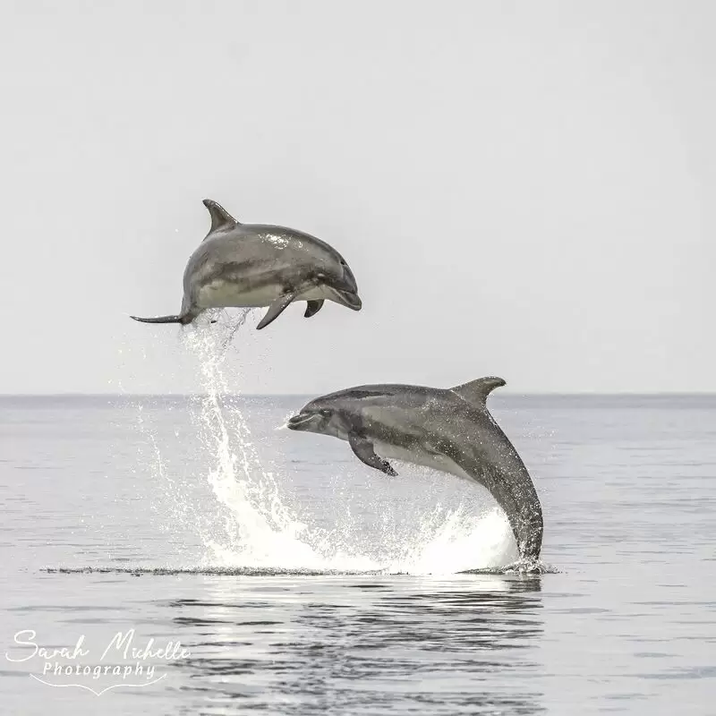 New Quay Boat Trips