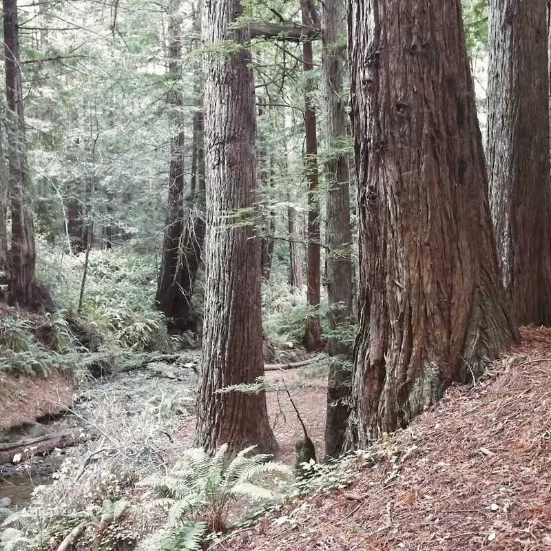 Purisima Creek Redwoods Open Space Preserve