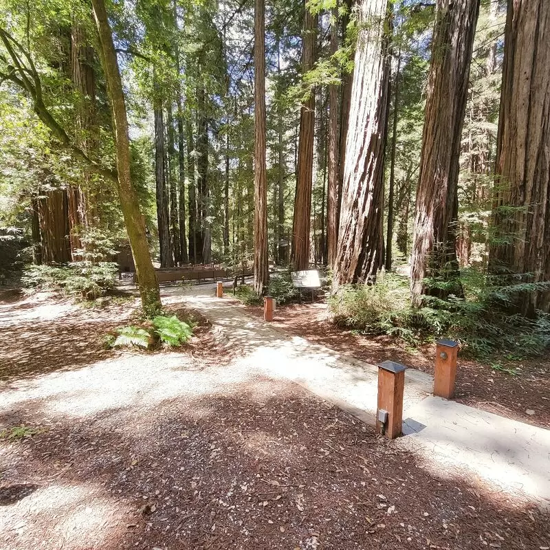 Portola Redwoods State Park