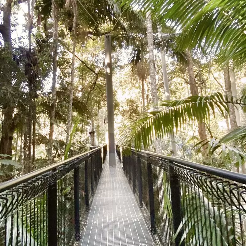 Tamborine Rainforest Skywalk