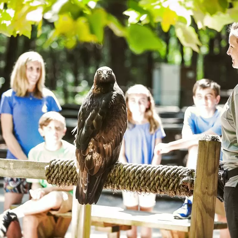 Carolina Raptor Center