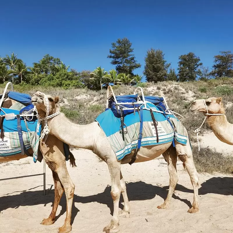 Broome Camel Safaris