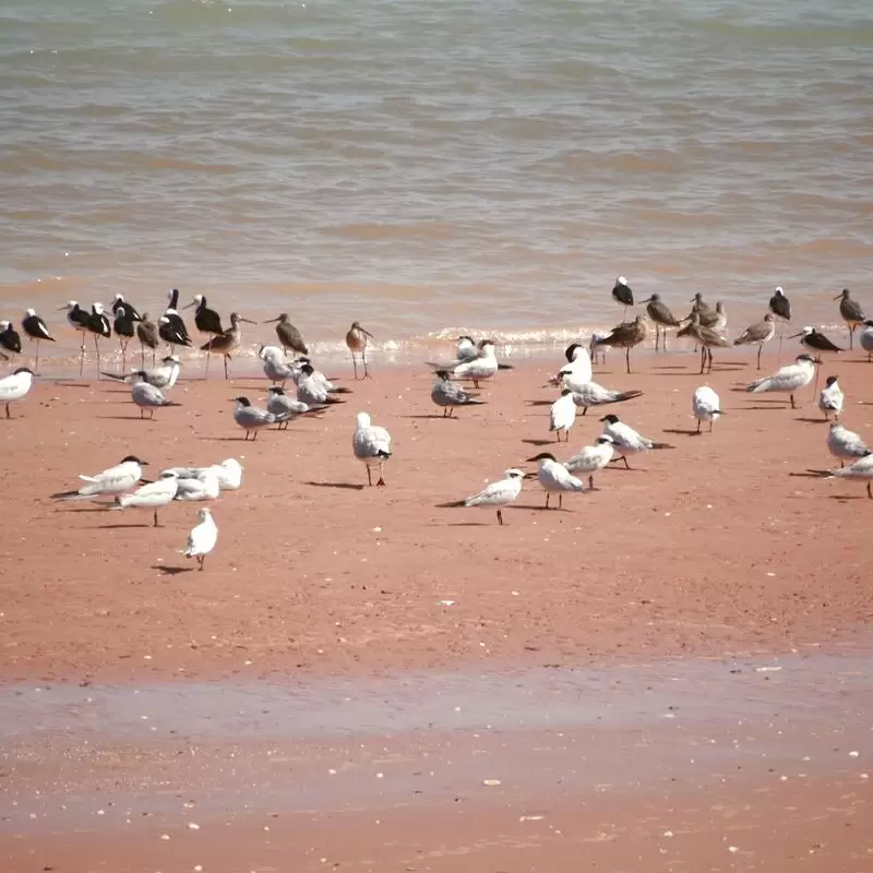 Broome Bird Observatory