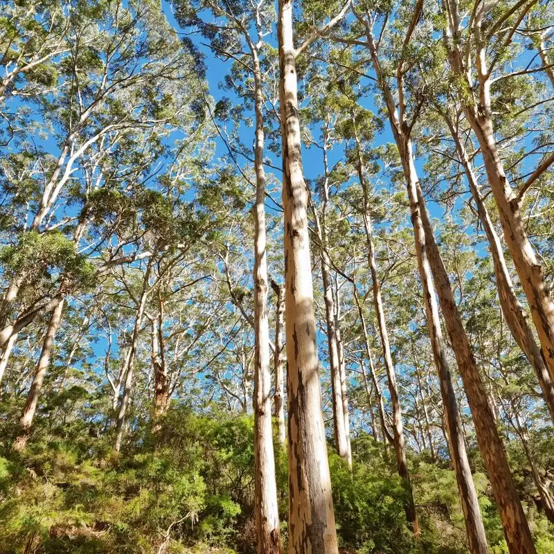 Boranup Forest Viewpoint