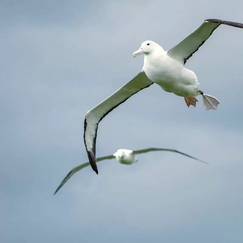 Royal Albatross Centre