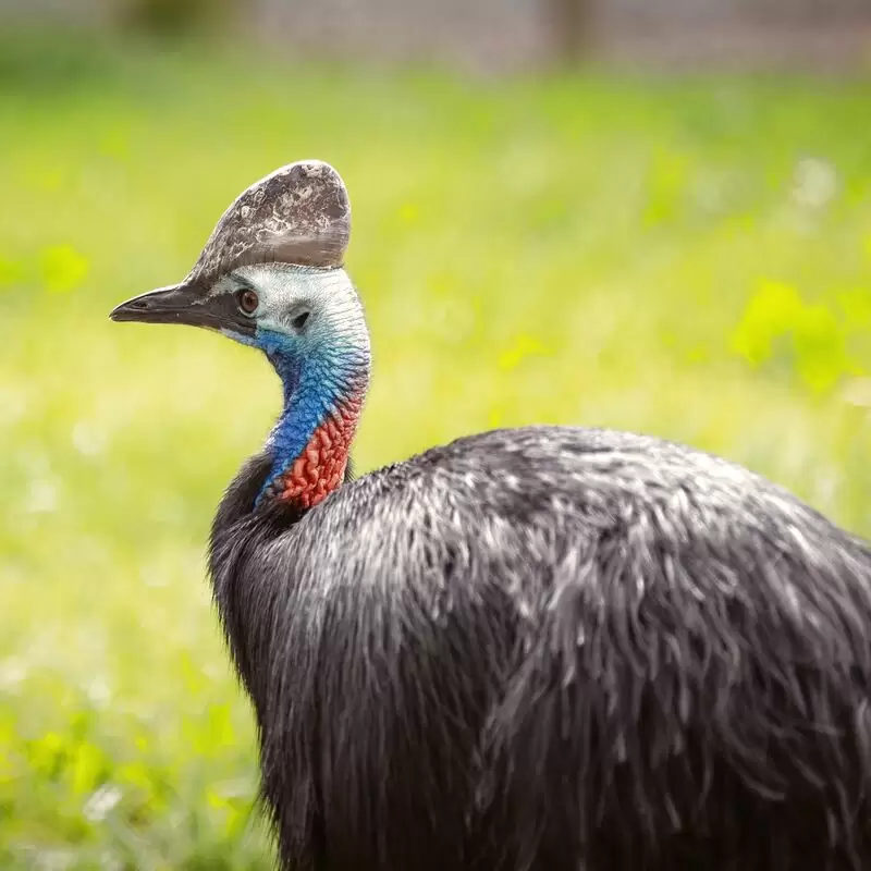 Kyabram Fauna Park