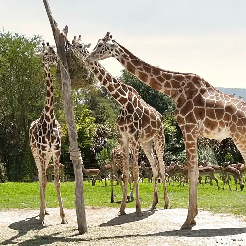 Africam Safari