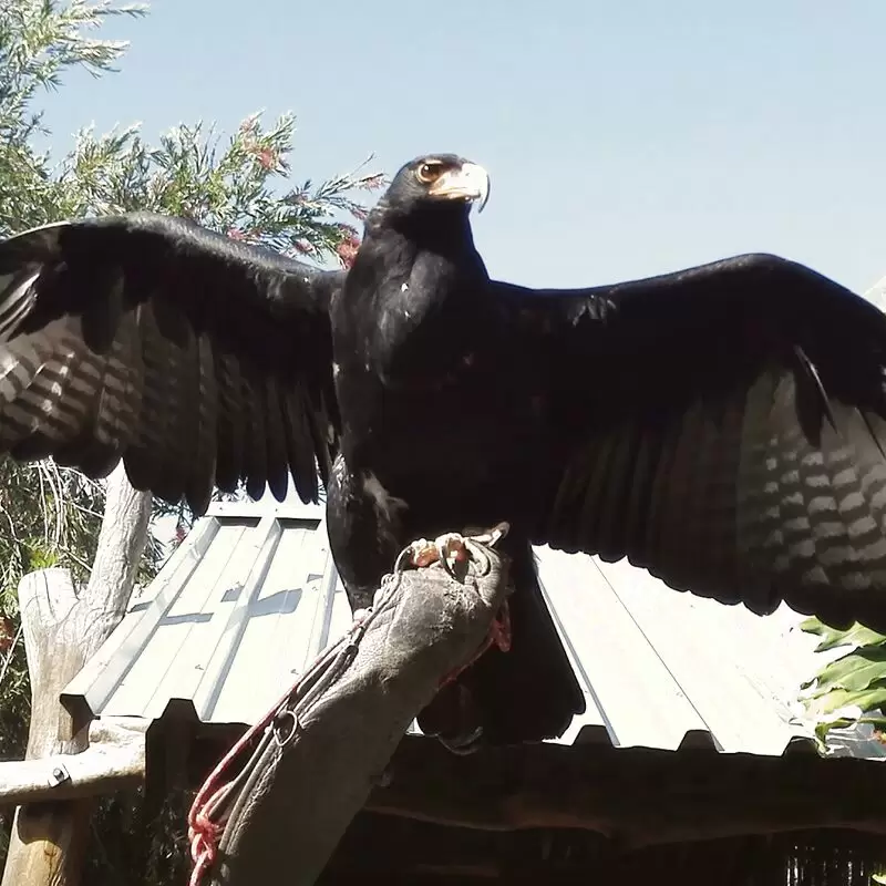 Eagle Encounters