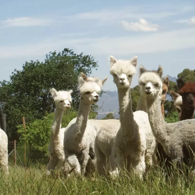 The Alpaca Loom Coffee Shop and Weaving Studio