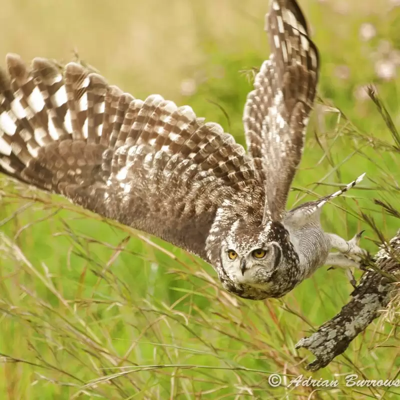 African Bird of Prey Sanctuary