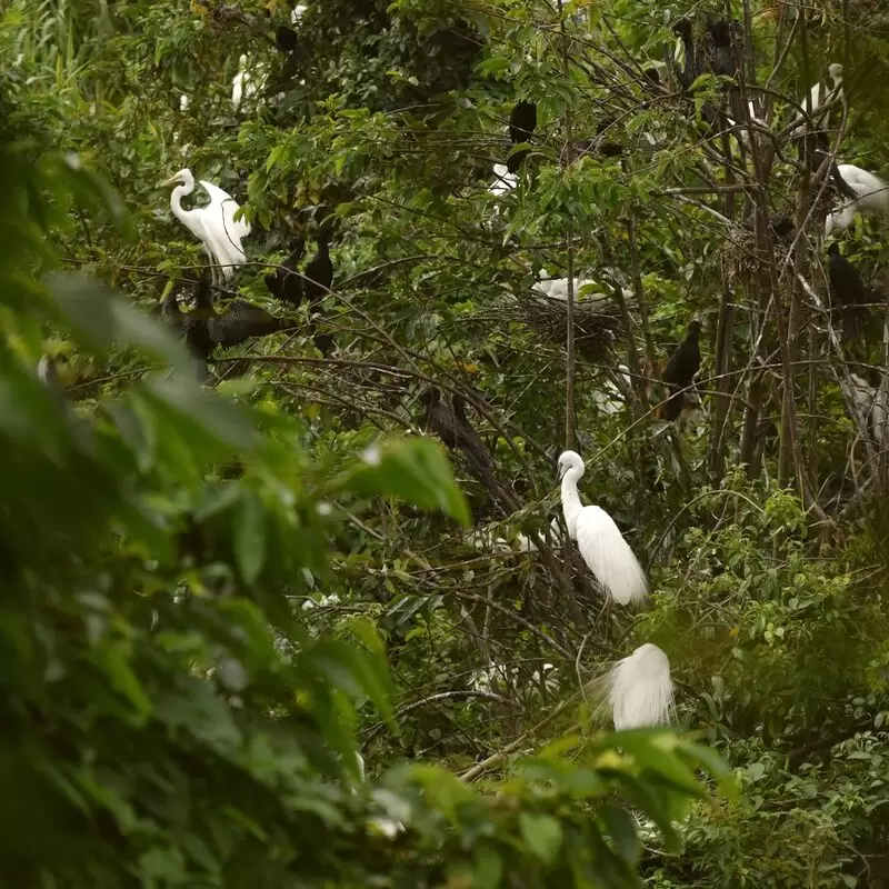 Kumarakom Bird Sanctuary