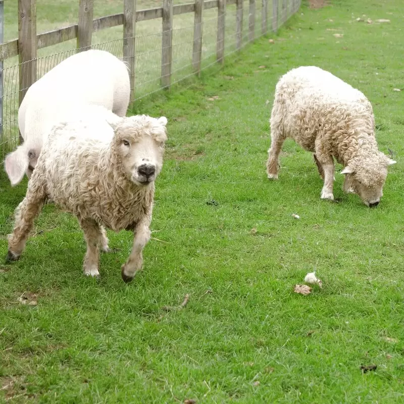 Cotswold Farm Park