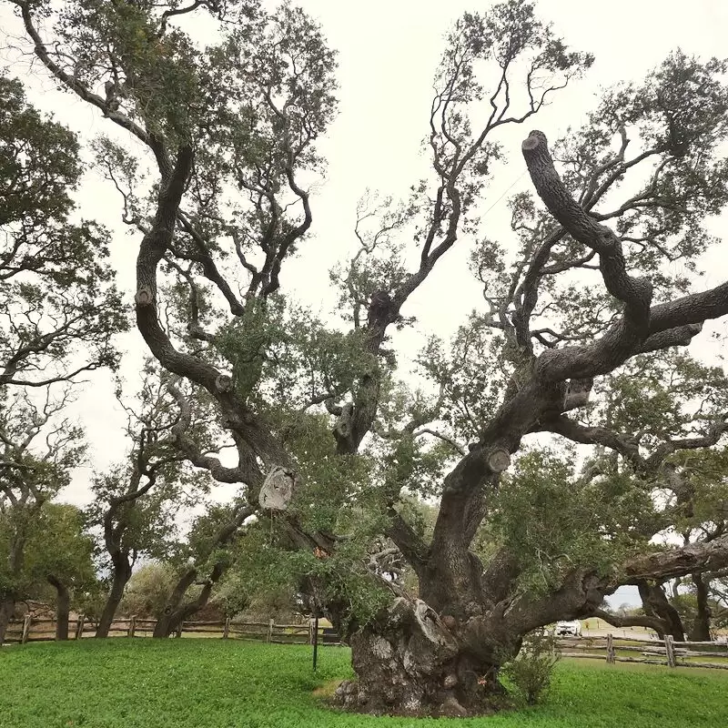 The Big Tree