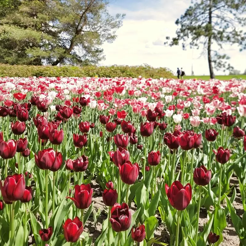 Canadian Tulip Festival