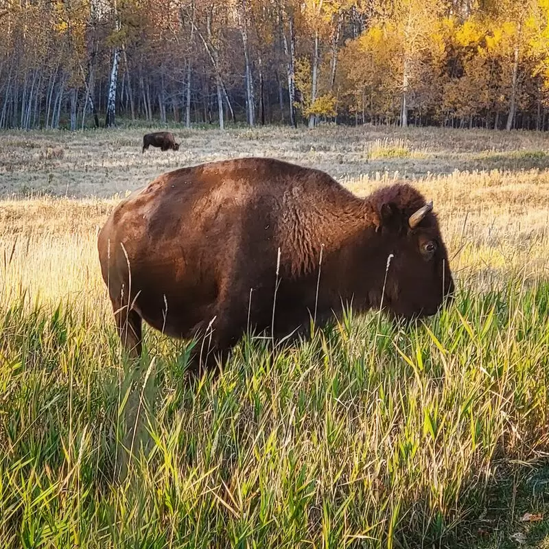 Elk Island National Park