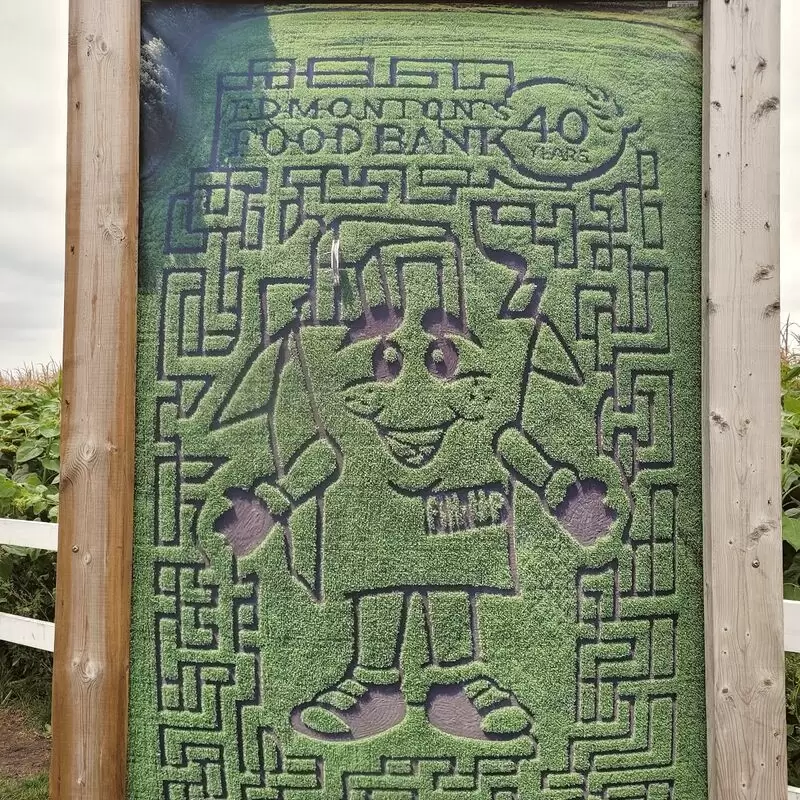 Edmonton Corn Maze